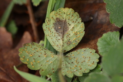 Phragmidium fragariae