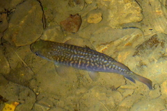 Galaxias argenteus