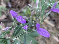 Hypoestes cumingiana