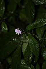 Impatiens hochstetteri
