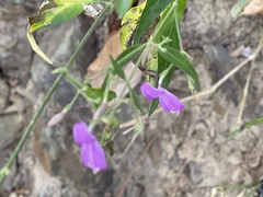 Hypoestes cumingiana