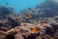 Pomacentrus sulfureus