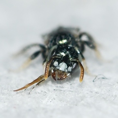 Perdita ignota