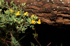 Pultenaea euchila