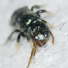 Perdita ignota