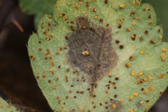 Phragmidium fragariae