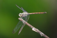 Lathrecista asiatica
