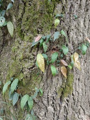 Ficus sarmentosa nipponica
