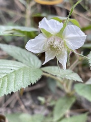 Rubus croceacanthus