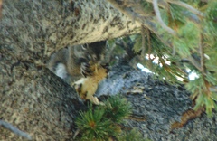 Tamiasciurus fremonti