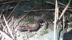 Pseudoeurycea leprosa