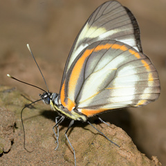 Cunizza hirlanda