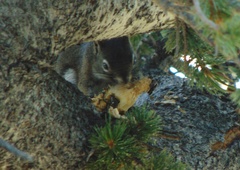 Tamiasciurus fremonti
