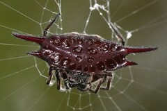 Gasteracantha mengei