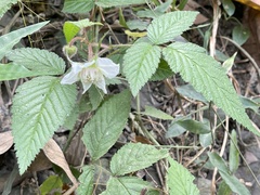 Rubus croceacanthus