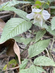 Rubus croceacanthus