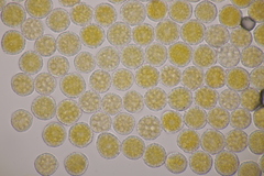 Phragmidium fragariae