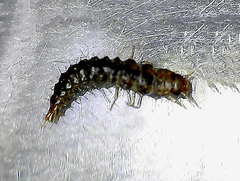 Dermestes