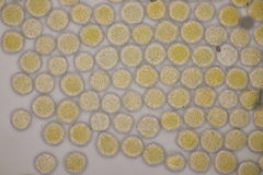 Phragmidium fragariae