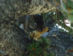 Tamiasciurus fremonti