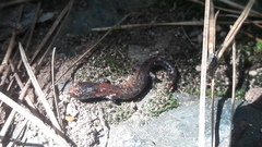 Pseudoeurycea leprosa