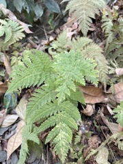 Tectaria devexa