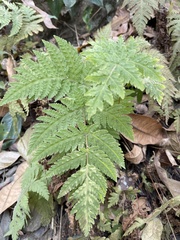 Tectaria devexa