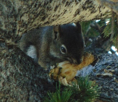 Tamiasciurus fremonti