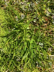 Colobanthus apetalus