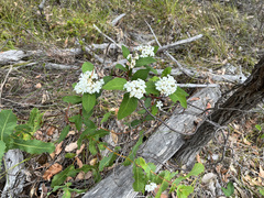 Billardiera floribunda