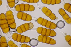 Phragmidium fragariae