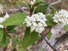 Billardiera floribunda