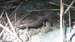 Pseudoeurycea leprosa