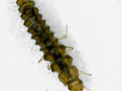 Dermestes