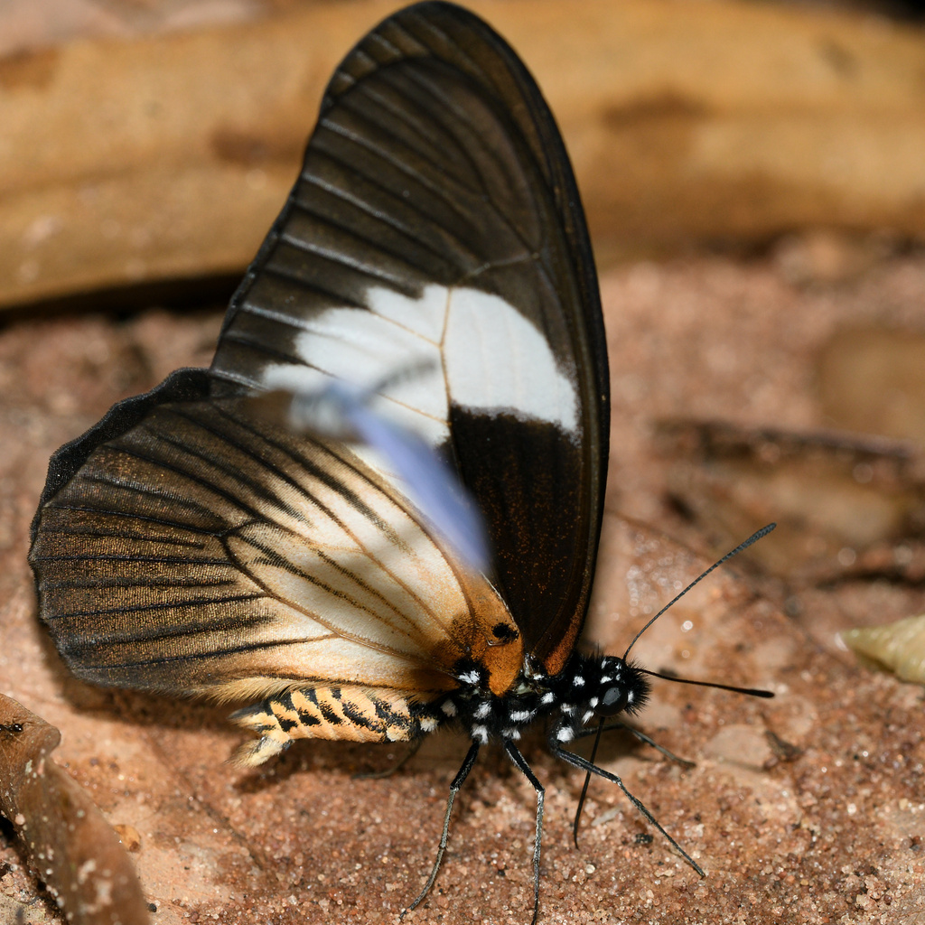 Milky Graphium