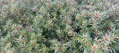 Tasmannia xerophila