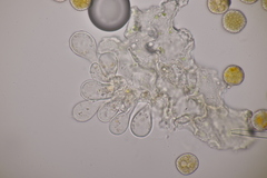 Phragmidium fragariae