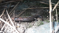 Pseudoeurycea leprosa