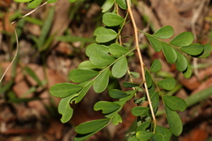 Synostemon albiflorus