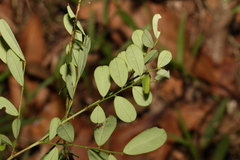 Synostemon albiflorus