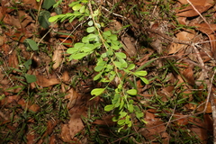Synostemon albiflorus