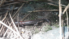 Pseudoeurycea leprosa