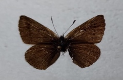 Eumedonia eumedon
