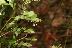 Synostemon albiflorus