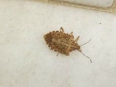 Halyomorpha halys