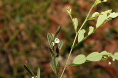 Synostemon albiflorus