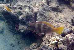 Scarus ferrugineus