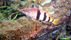 Hypoplectrodes nigroruber