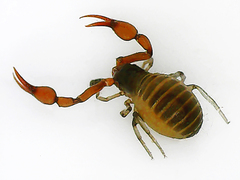 Chthoniidae