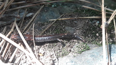 Pseudoeurycea leprosa